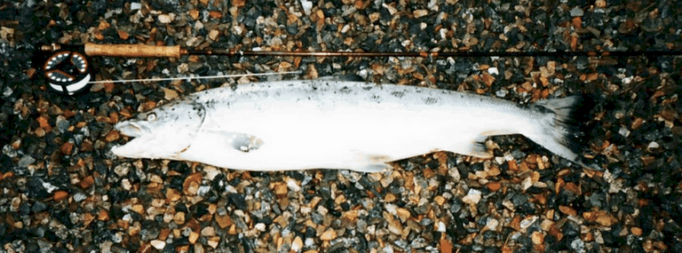 a fly caught atlantic salmon